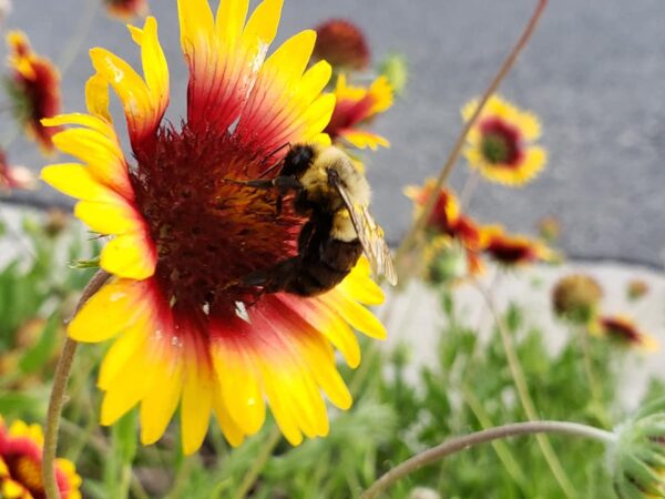 a bee is feeding off a big yellow flower