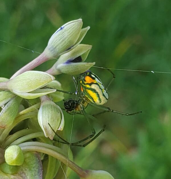 a small spider with white and orange and yellow spots is spinning a web on a flower