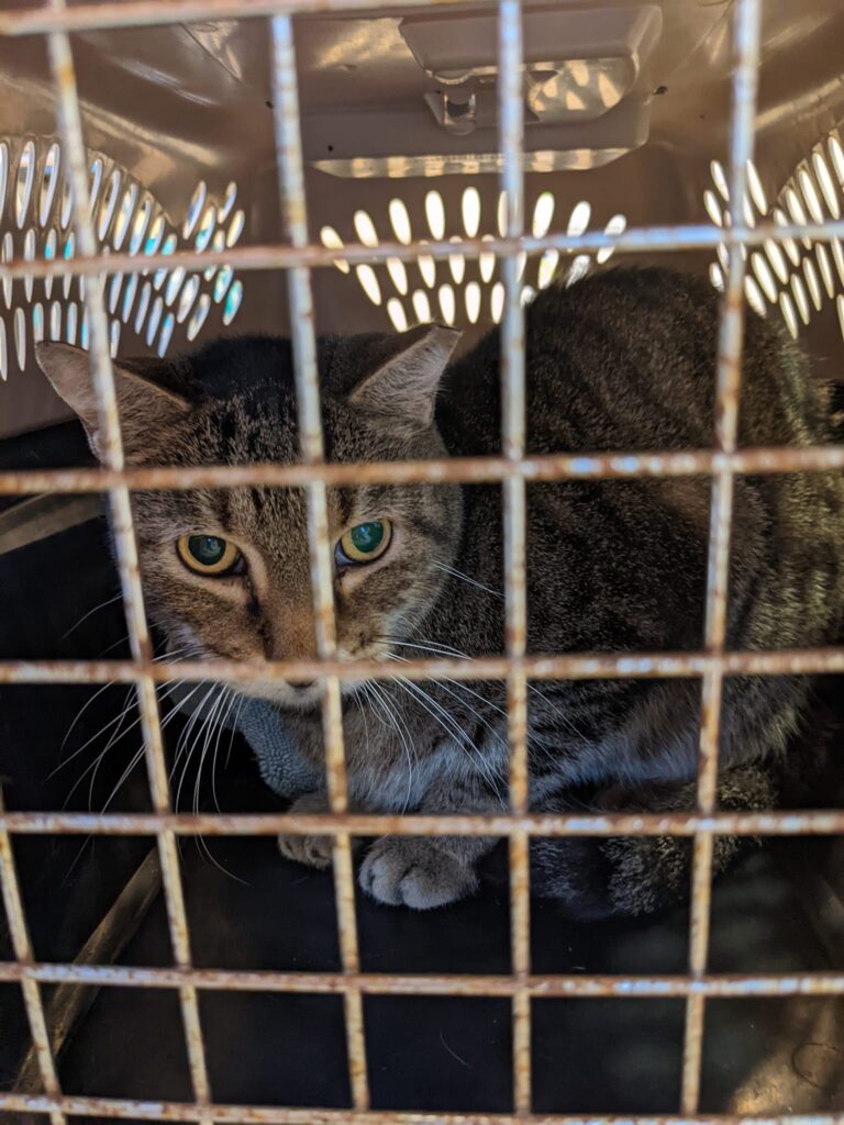 a brown cat in a cat carrier is looking worried
