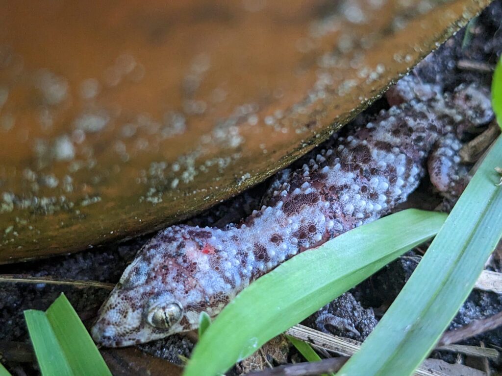 close up of a bumpy lizard with vertical slit pupils between grass and a terra cotta pot