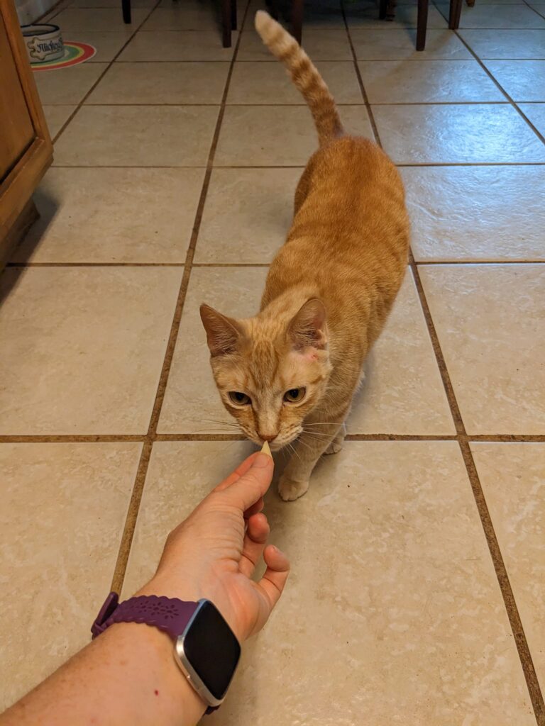 an orange cat is suspiciously sniffing something small being held out to him