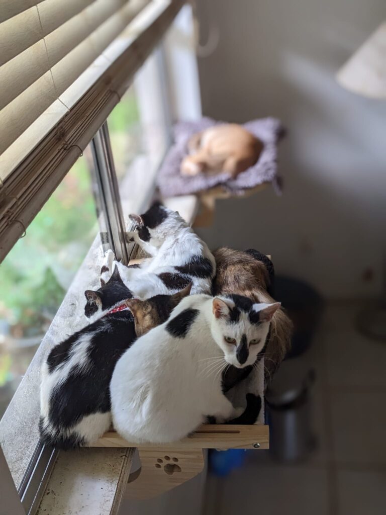 several cats are piled on a windowsill shelf