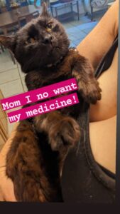 a black cat is looking upset while being held