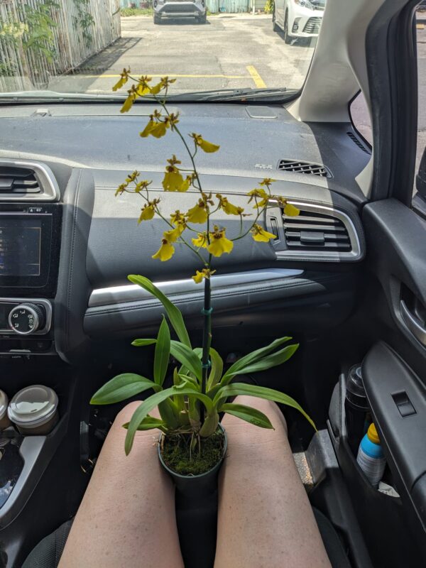 someone is sitting in a car holding a plant between their knees that is sprouting a long stem with frilly yellow flowers