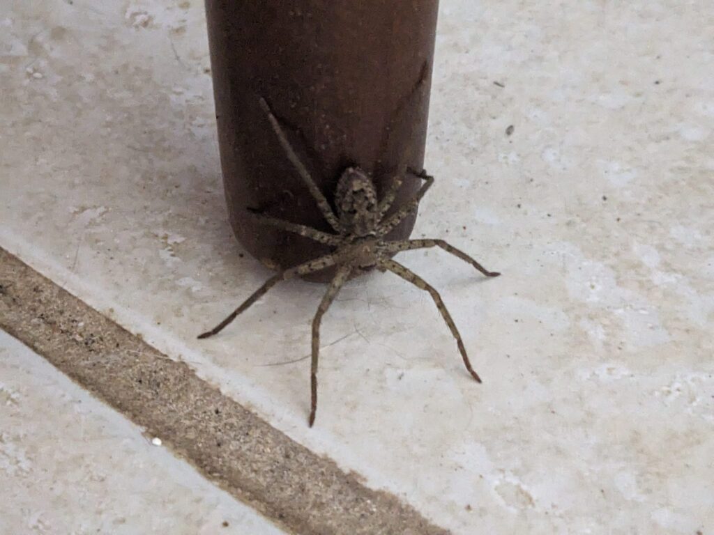 a large spider is crawling off a table leg onto tile floor