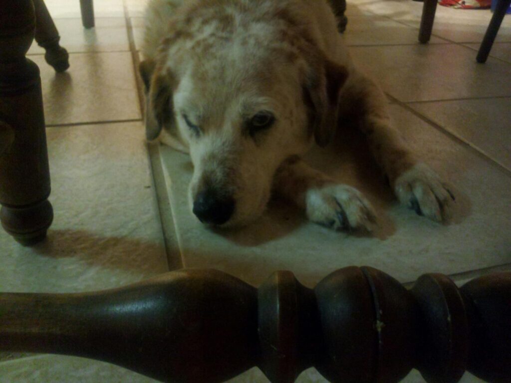 a big white dog with brown ears is laying on a tile floor between table and chair legs