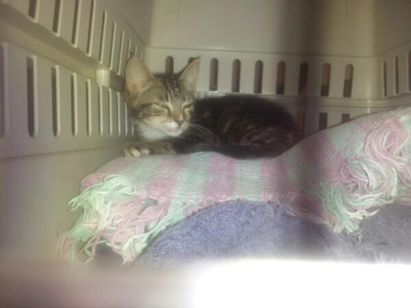 a small cat is sitting in a cat carrier