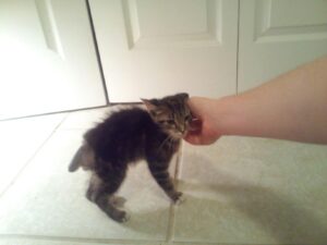 a small kitten with his back end shaved around a stumpy of a tail is letting a hand pet his neck