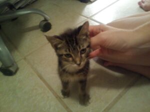 a small kitten looking worried is letting a hand pet him