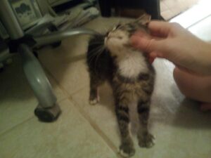a small kitten seems to enjoy having a hand scratch his cheek