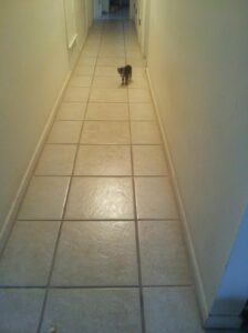 a small kitten seems to be cautiously walking up a long tiled hallway