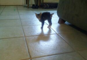 a tiny cat with a shaved rear end around a stump of a tail is standing in a pool of light on a tile floor near a couch