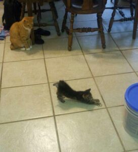 a small kitten with a stump of a tail is stretching while another orange cat is sitting under a dinning room table watching him