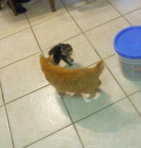 a small kitten is anxiously greeting a larger orange cat