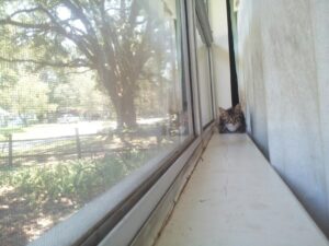 a small cat is sitting in a loaf on a windowsill between the glass and curtains