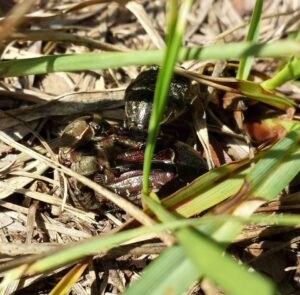 close up of several brown beetles tasseling in a jungle of grass stalks