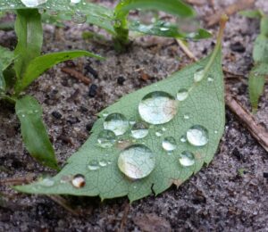 a leaf on the ground has a number of large nearly spherical drops of water carefully resting on its surface