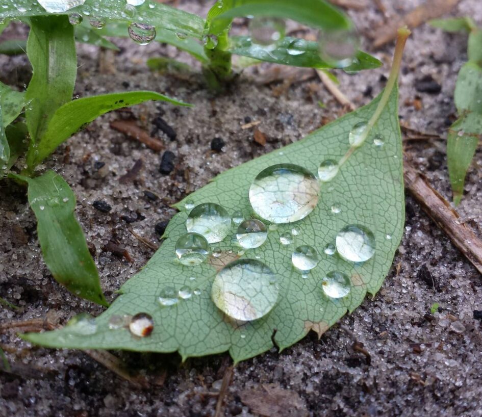a leaf on the ground has a number of large nearly spherical drops of water carefully resting on its surface