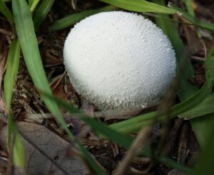 close up of a small round mushroom that almost looks fluffy