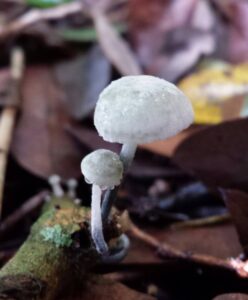 close up of two delicate white umbrella shaped mushrooms
