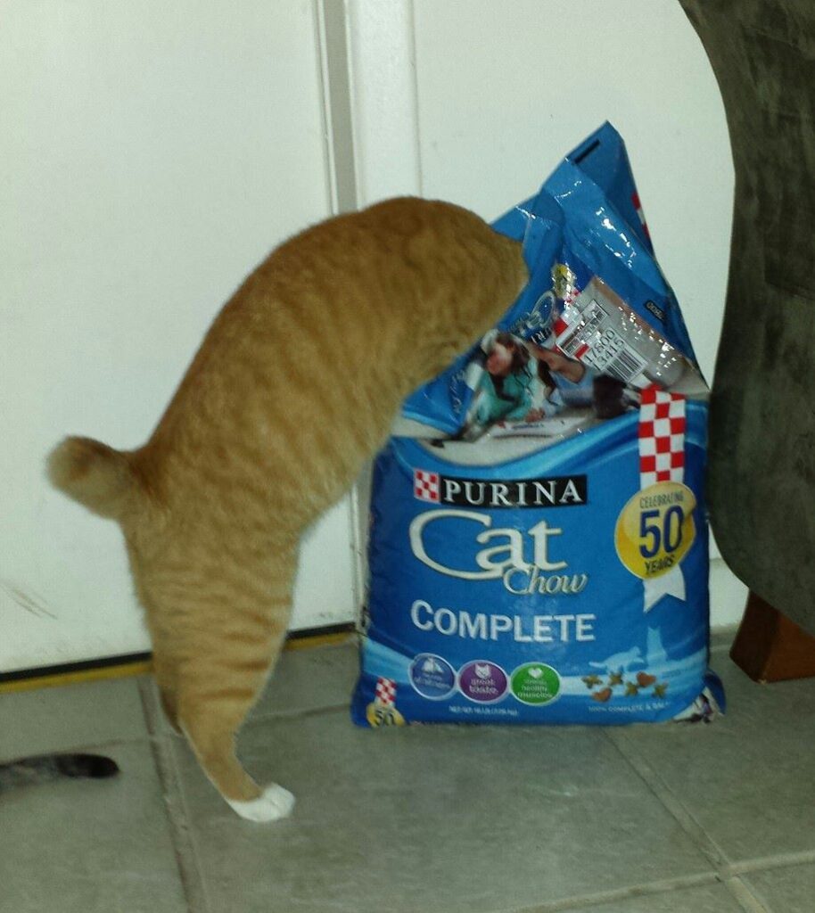 an orange cat with a stump tail is trying to crawl into a big bag of cat chow