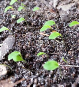 close up of several tiny green leaves popping up in soil