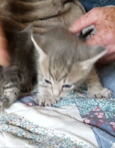 a blurry picture of a fluffy gray kitten being held by two hands