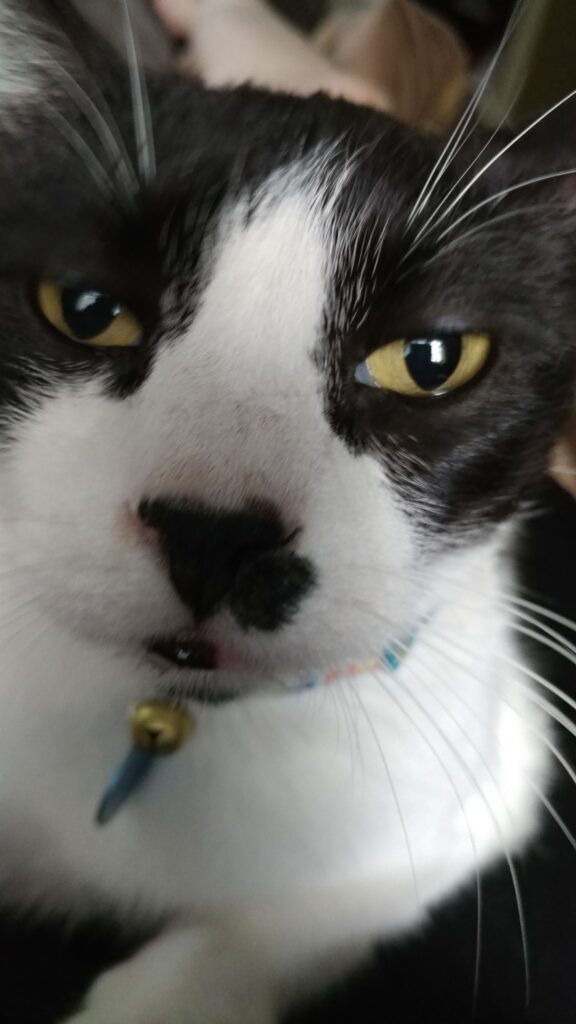 close up on the face of a black an white cat with a black mustache marking looking bored