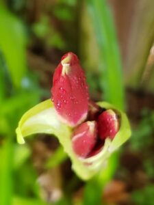 close up of several almond shaped flower buds with drops of water on them