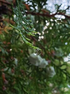 close up of a drop of water hanging on the tip of an evergreen leaf frond