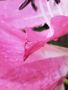 close up of drops of water on flower petals
