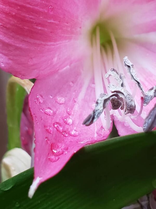 close up of a pink trumpet shaped flower and the petals covered in raindrops