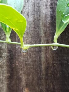 close up of drops of water hanging on a thin vine