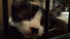 close up on the face of a sleepy black and white kitten