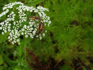 several bullet shaped beetles with long black stripes on their dull yellow bodies are exploring a large sprig of tiny white flowers