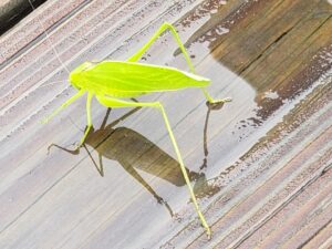 close up of a large leaf-shaped insect on a wet wooden surface