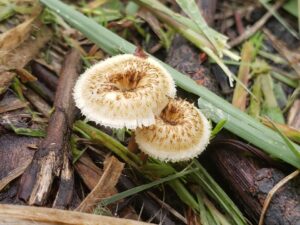 two very fibrous looking mushrooms are growing up from between a bunch of sticks