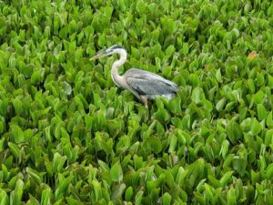 a gray heron is standing in the middle of a large patch of water weeds