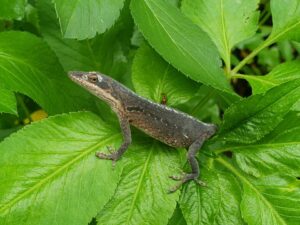 close up of a lizard with beaded looking skin sitting on a spring of bright green leaves