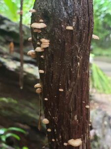 a wet tree trunk has tiny umbrella shaped mushrooms growing out randomly from its surface