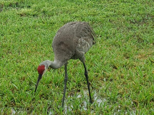 a very tall gray crane with a red patch on its head is walking across a patch of grass with sanding water under it