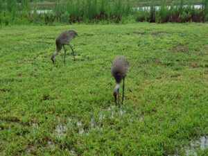two very tall cranes and walking along a grassy and wet patch with their long beaks prodding the soggy ground