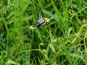 a black and white striped butterfly is landing on a small while flower among tall grasses and greenery
