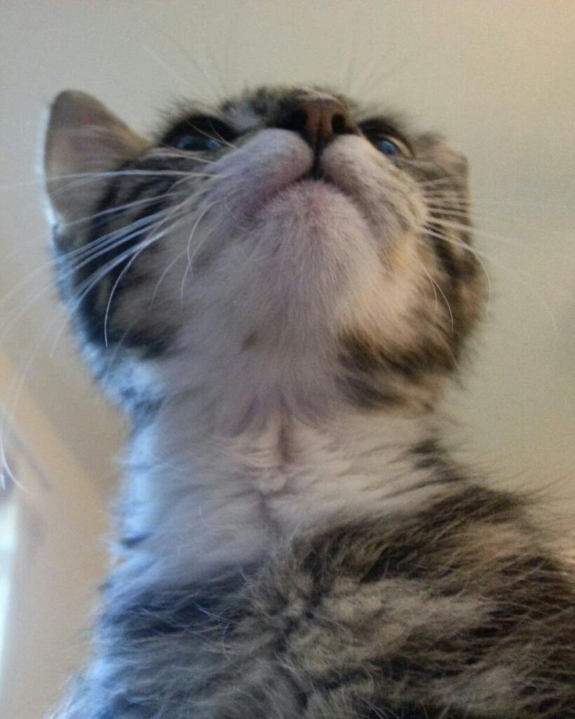 a small brown tabby cat with a white throat is looking up and over the camera so you can see it from below