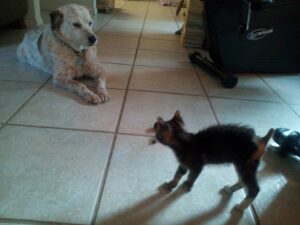 a small cat with a sump of a tail is standing as if anxious in front of a white dog that is calmly sitting and watching it