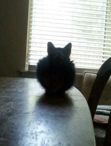 a small fuzzy kitten is sitting on a table in a loaf looing toward light coming through blinds