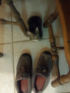 a small kitten is sitting on the floor between chair legs and in front of shoes that are bigger than them and looking up
