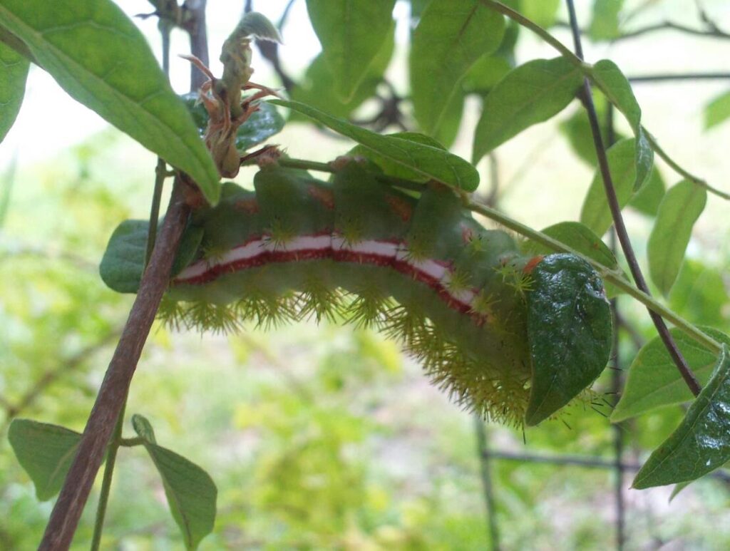 close up of a large green caterpillar with white and red stripes down it sides and tufts of green spikes down its back crawling on leaves