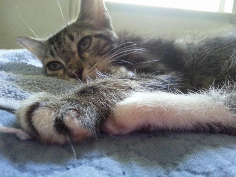 close up of a kitty's paws with the rest of the cat laying down and making a sleepy face in the background