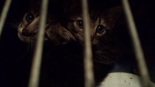 two tiny kittens are looking through the metal bars of a cat carrier